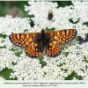 euphydryas aurinia male bogossky 1